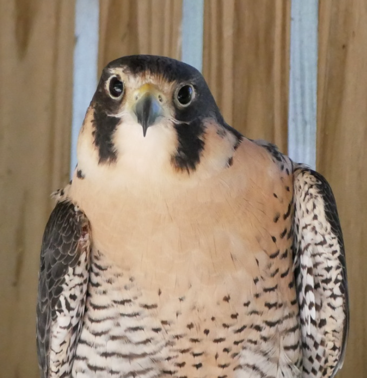 A Peregrine Falcon